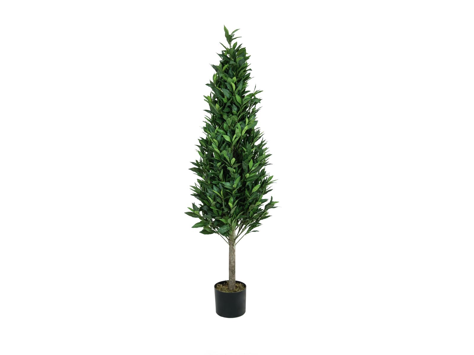 EUROPALMS Lorbeerkegelbaum, hochstamm, Kunstpflanze, 180cm