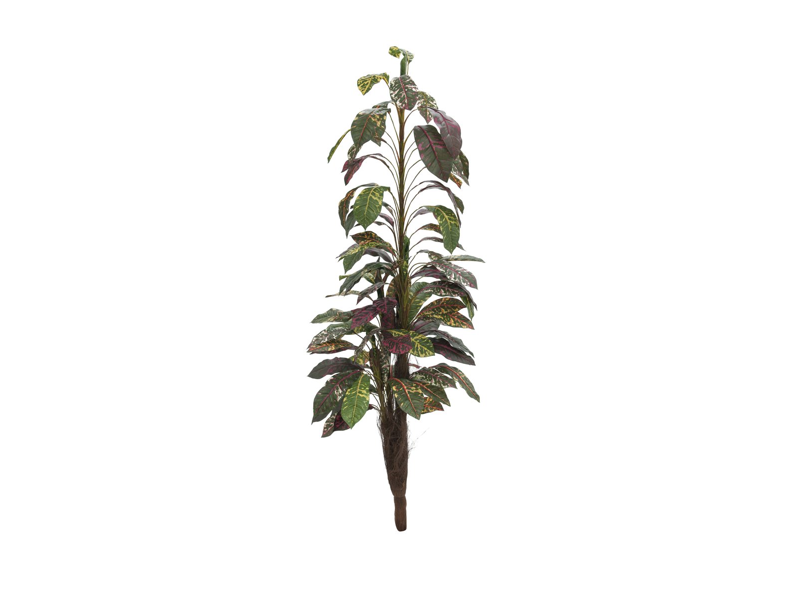 EUROPALMS Croton mit Kokosstamm, künstlich, 180cm