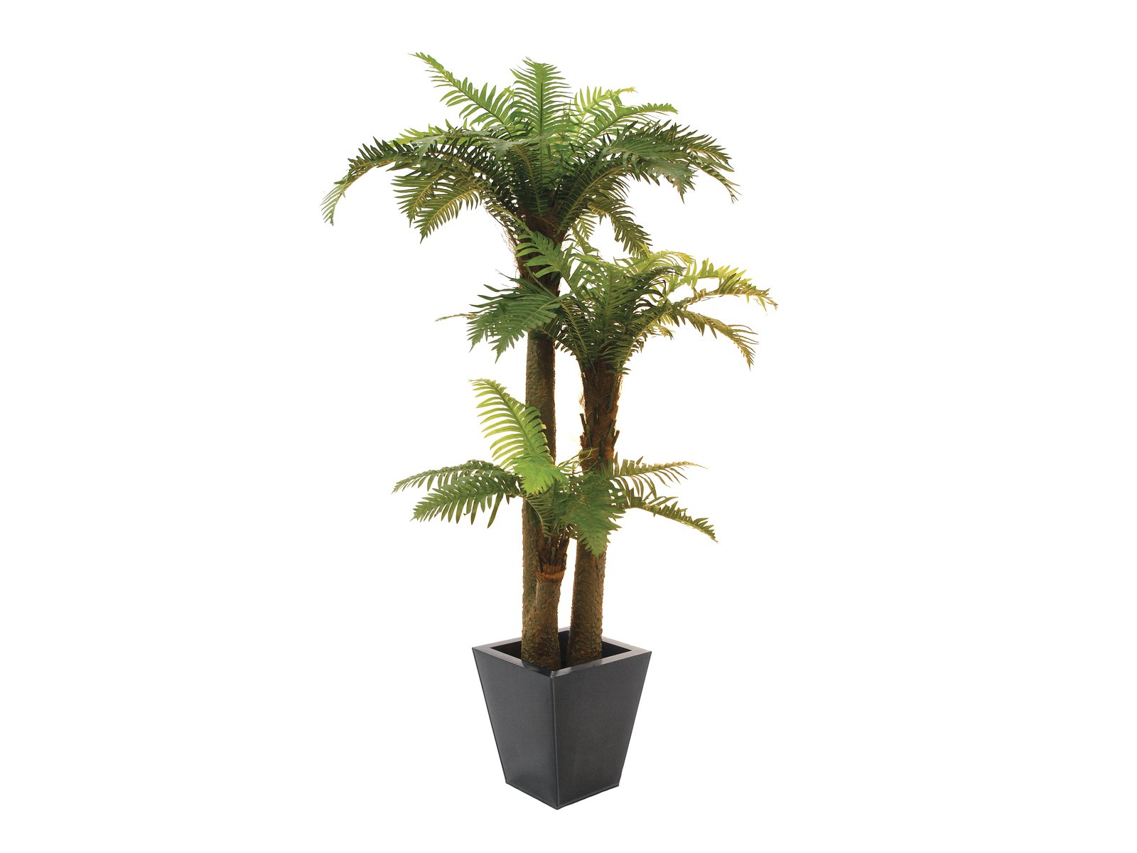 Palm fern online