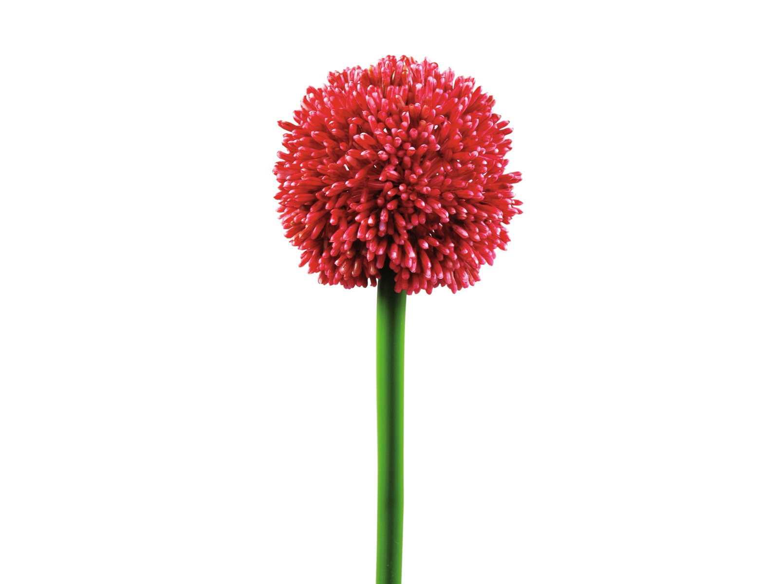 EUROPALMS Alliumzweig, künstlich, rot, 55cm