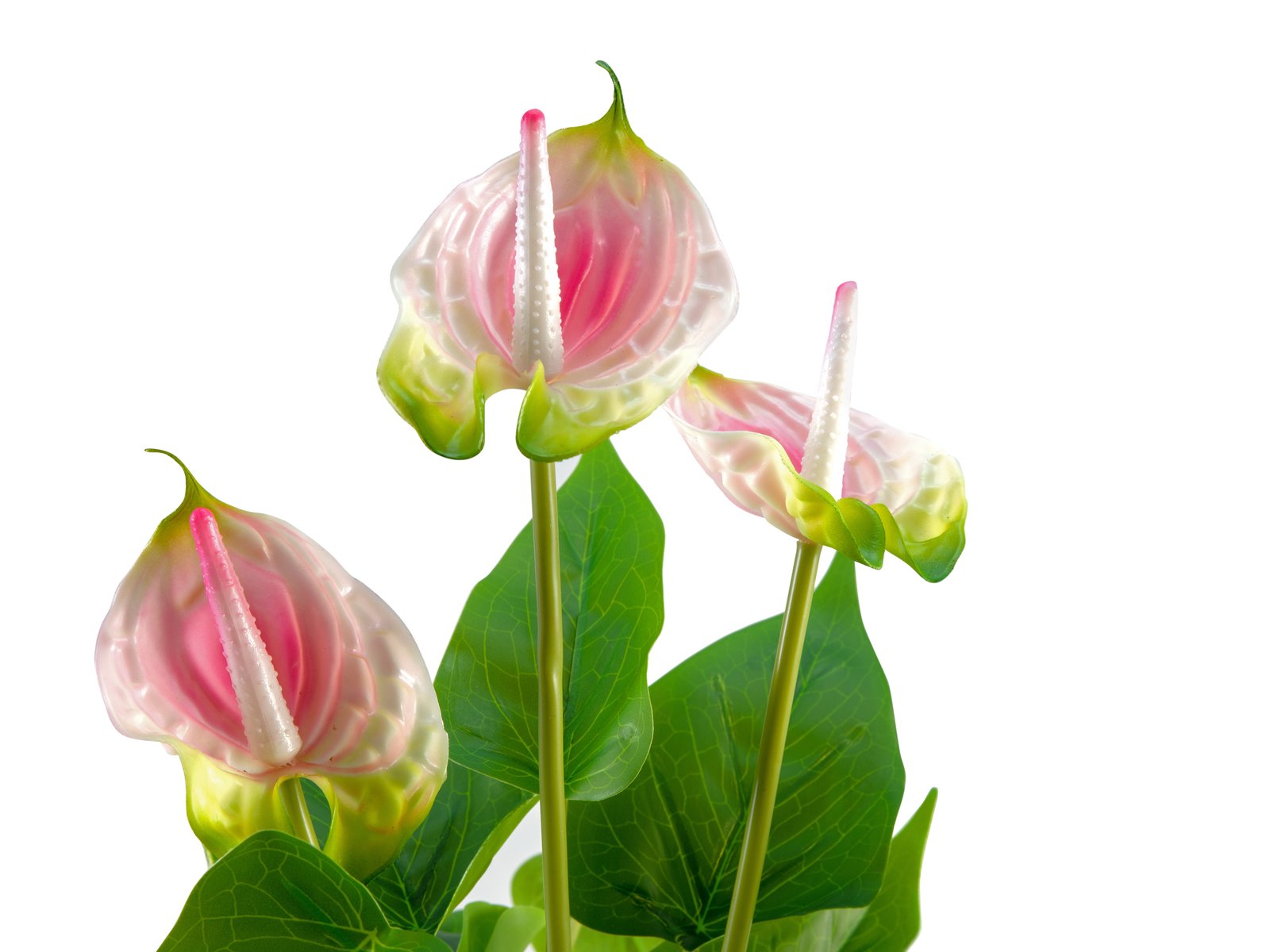Anthurie, Kunstpflanze, weiß pink - europalms
