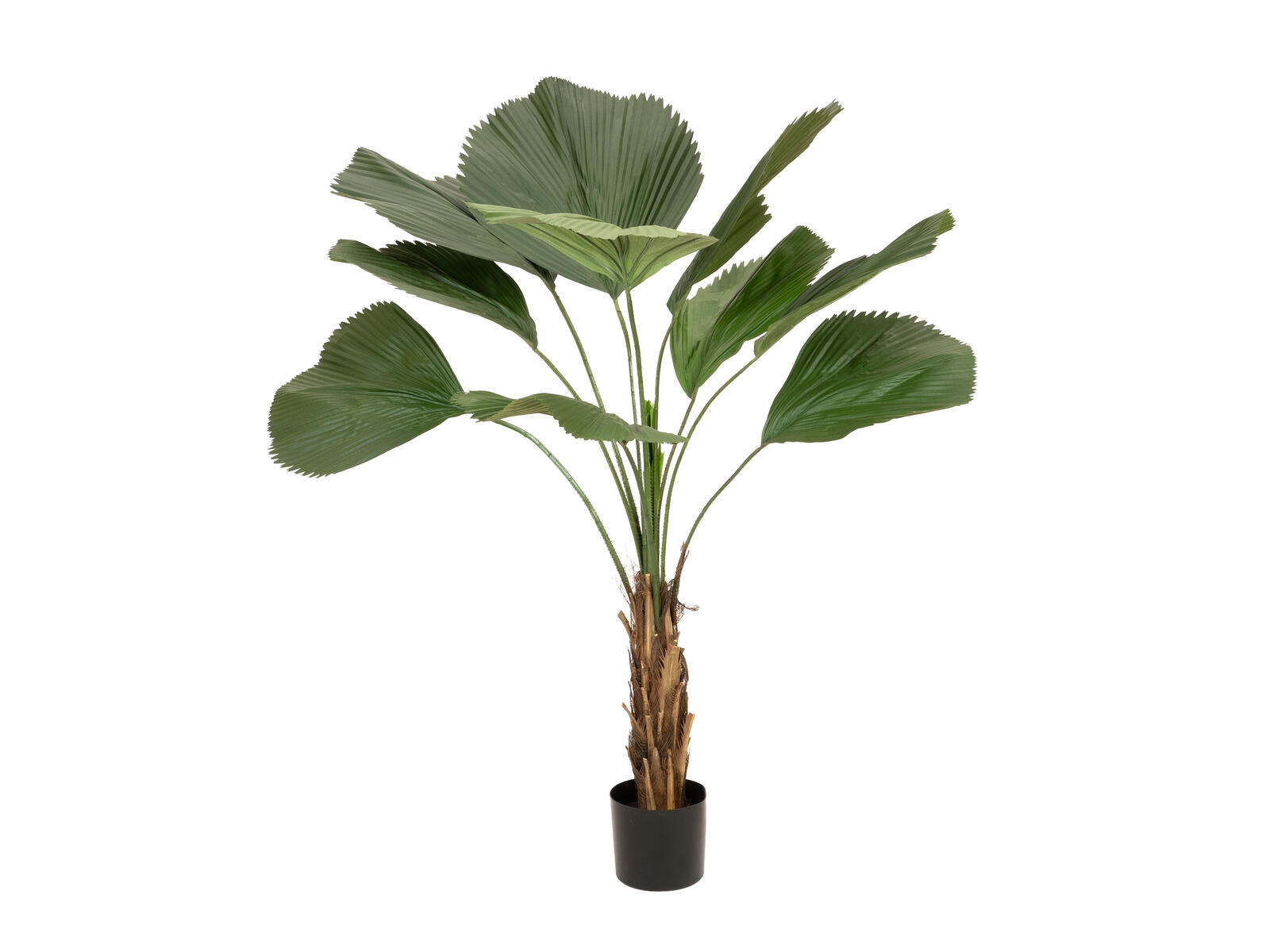 FIRESILX Großblättrige Strahlenpalme, B1 schwer entflammbar, 140cm