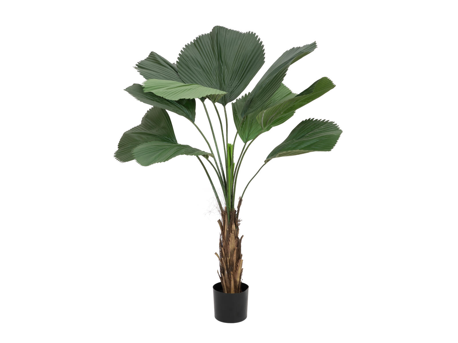 FIRESILX Großblättrige Strahlenpalme, B1 schwer entflammbar, 140cm