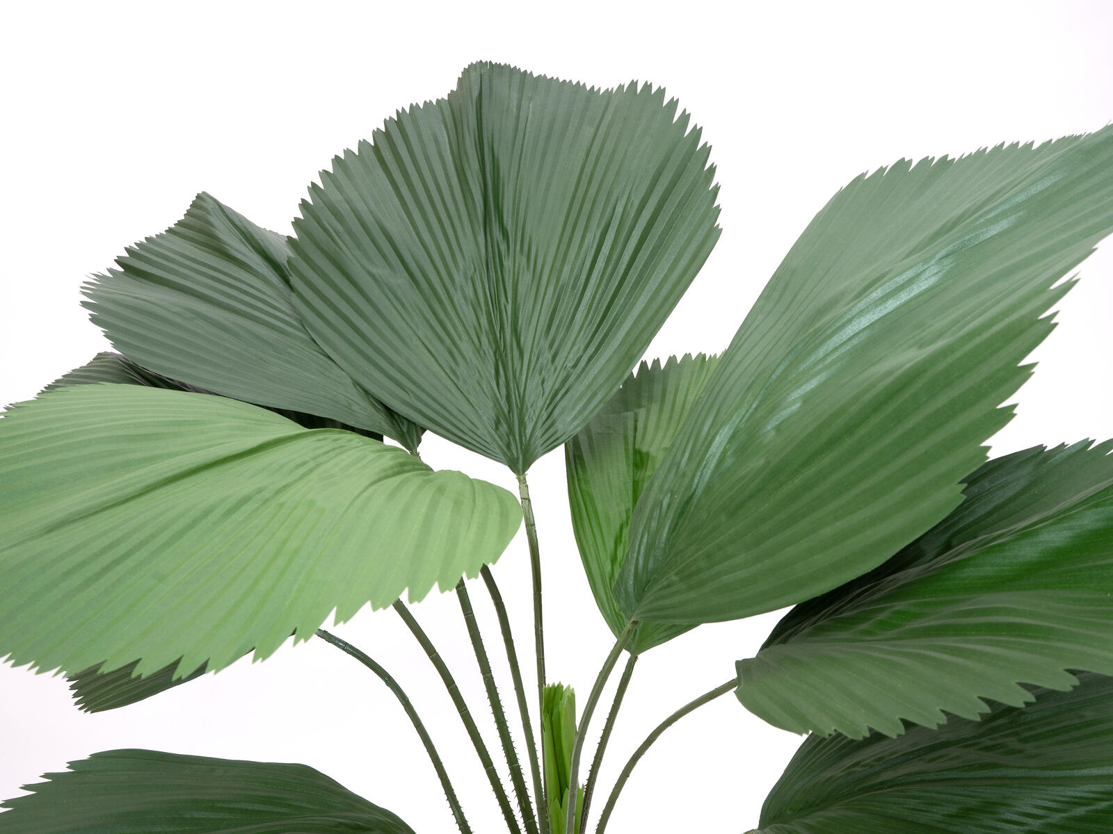 FIRESILX Großblättrige Strahlenpalme, B1 schwer entflammbar, 140cm