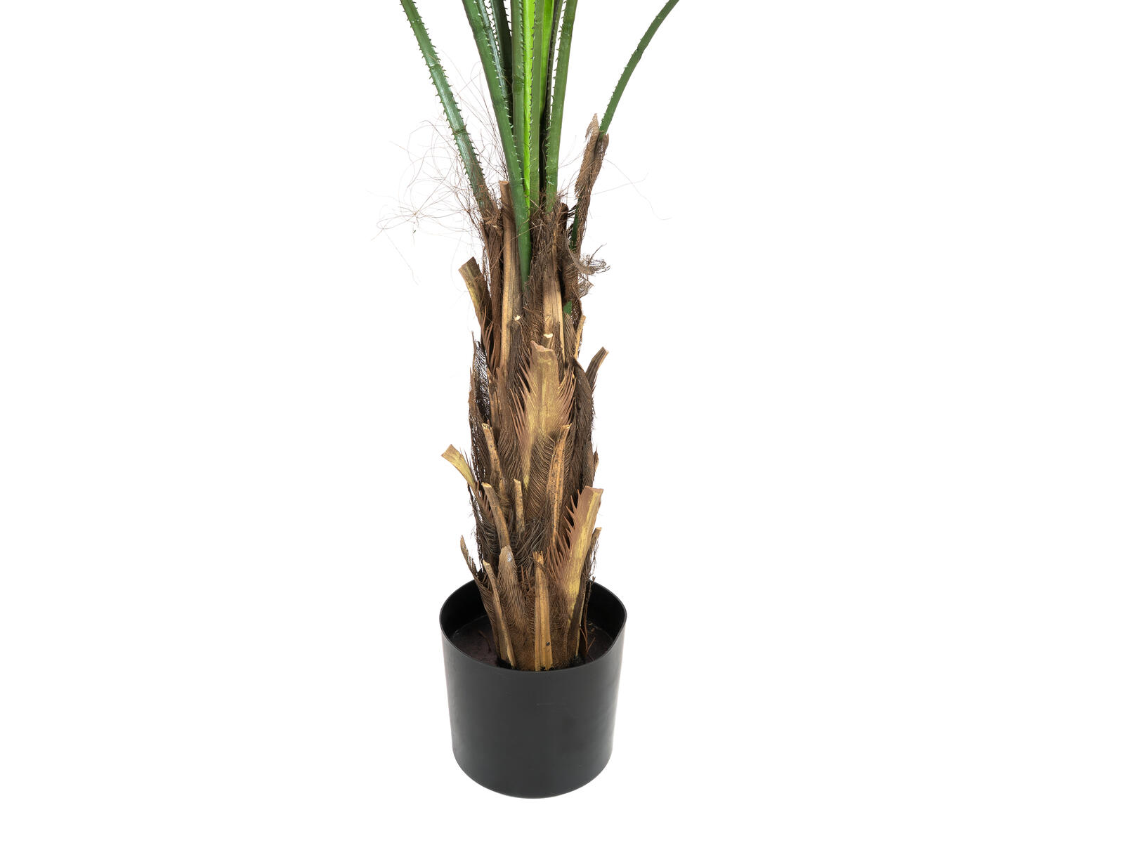 FIRESILX Großblättrige Strahlenpalme, B1 schwer entflammbar, 140cm