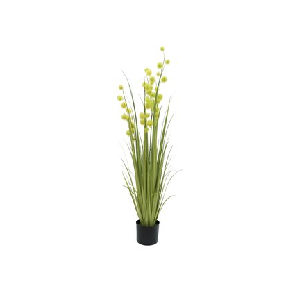 Grass perennial with light green pompons