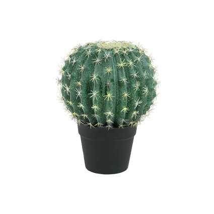Barrel cactus with pot