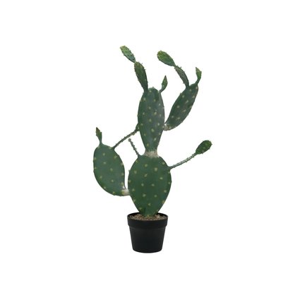 Nopal cactus with pot