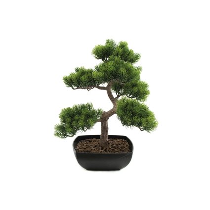 Pine bonsai,  ideal as table decoration
