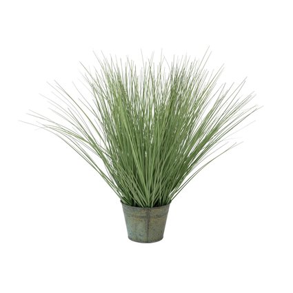 Ornamental grass tuft