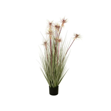 Flowering ornamental grass in decorative pot