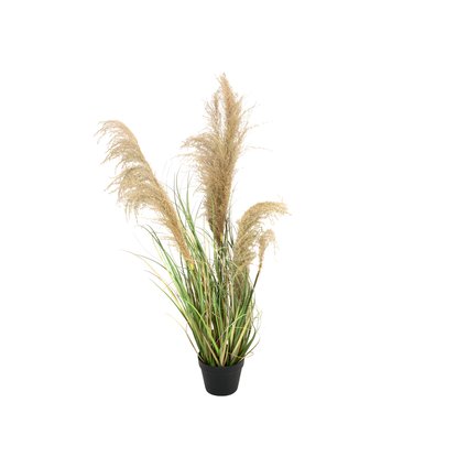 Bushy reed grass for individual nature decorations