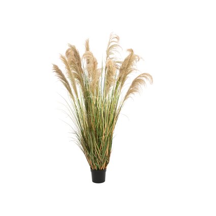 Bushy reed grass for individual nature decorations