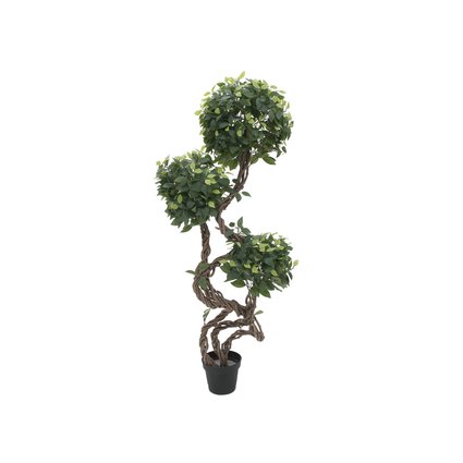 Ficus mit kunstvoll gedrehtem Multistamm