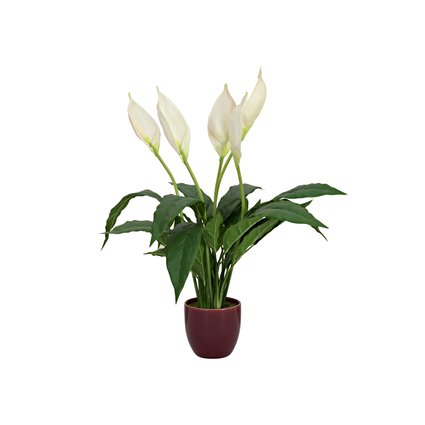 Everblooming houseplant in a ceramic pot