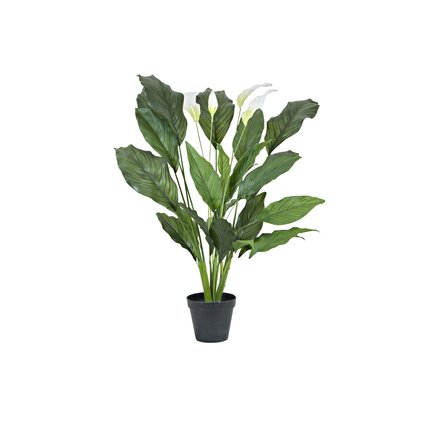 Evergreen houseplant for classy decorations