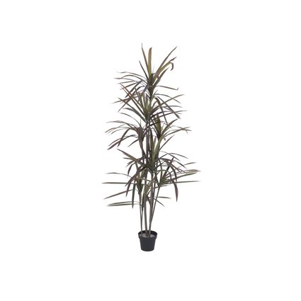 Dracaena plant for interior decoration