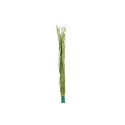 Reed plant with many stems