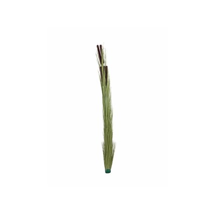 Reed plant with many stems
