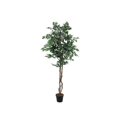 Silber-Ficus