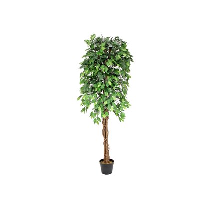 Ficus-Benjamini tree series at an unbeatable price