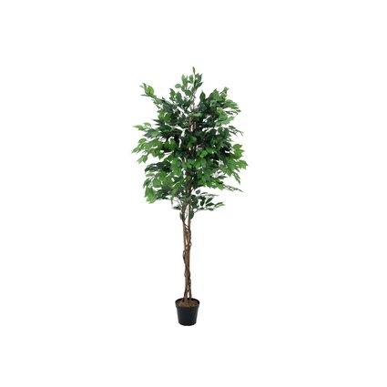 Ficus-Benjamini Baumserie mit unschlagbarem Preis-/Leistungsverhältnis