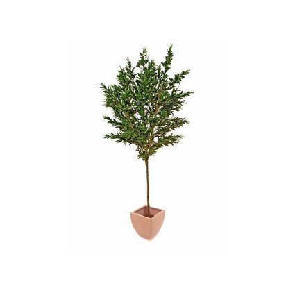 Junger Olivenbaum