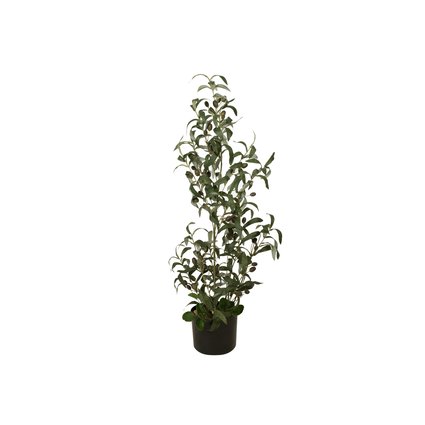 Young olive tree with fruits for Mediterranean flair