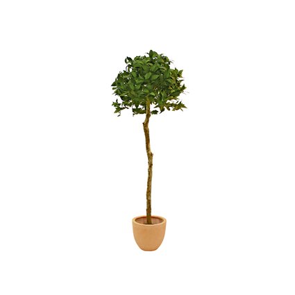 Lorbeerkugelbaum mit Naturstamm