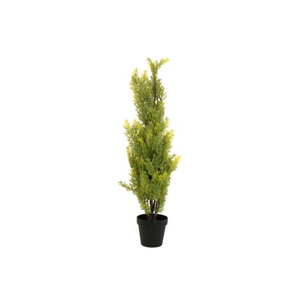 Cypress in modern form, with a natural look