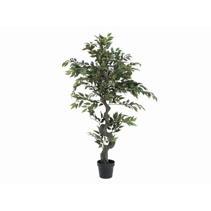 Ficus forest tree