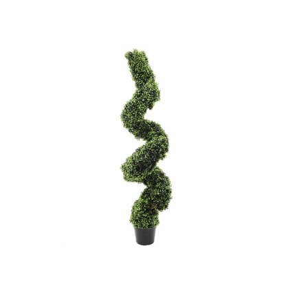 Boxwood in spiral shape