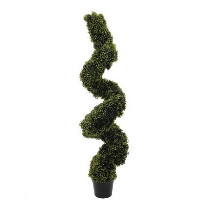 Boxwood in spiral shape