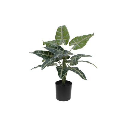 Caladiumpflanze mit Blättern aus hochwertigem PEVA
