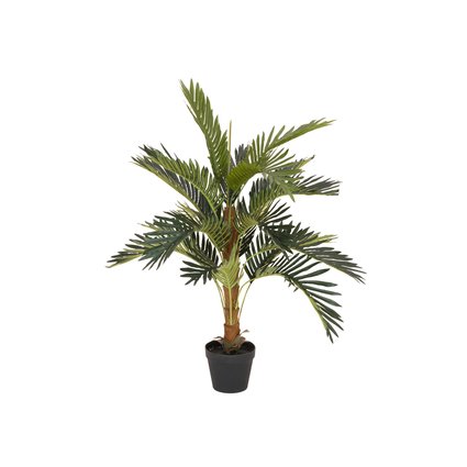 High-quality coconut palm