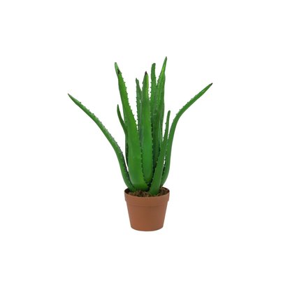 Elegante Aloepflanze