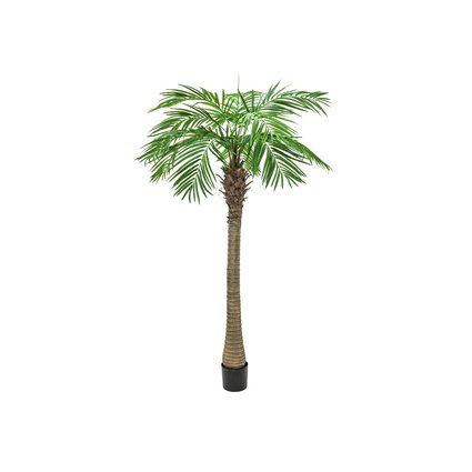 Phoenix palm with impressive leafage