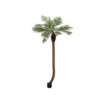 Palm tree with curved trunk for Mediterranean flair