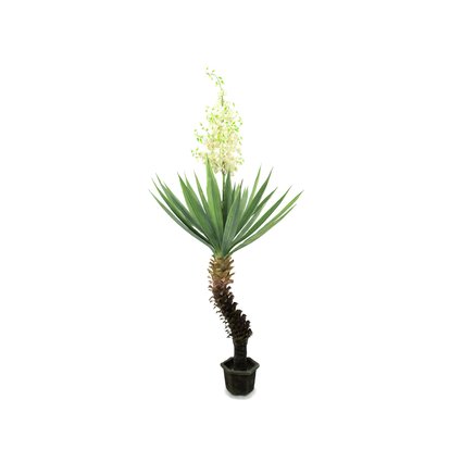 Yucca for indoor and outdoor decoration