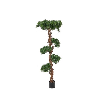 Classy bonsai tree for a sophisticated ambience