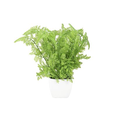 Small lady fern in a pot, perfectly suited as table decoration