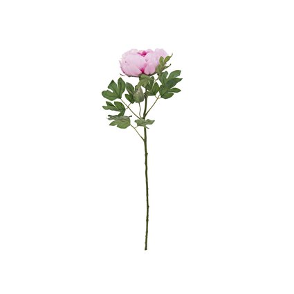 Päonie, eine der beliebtesten Frühlingsblüher