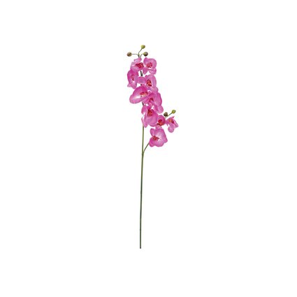 Orchid twig