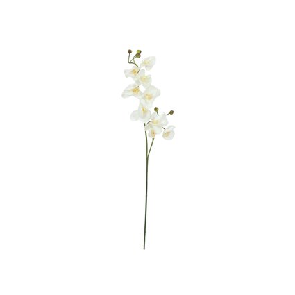 Orchid twig