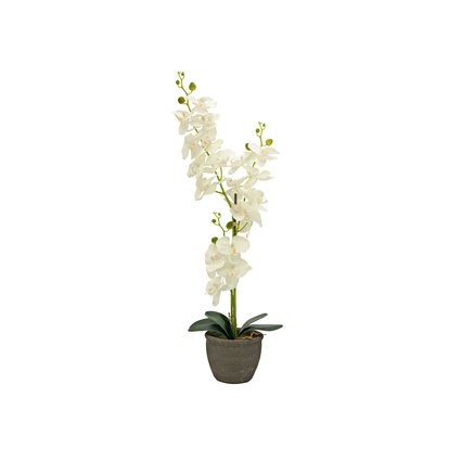 Orchid with cream-colored flowers in a natural stone optic decorative pot