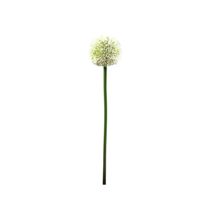Single garlic flower
