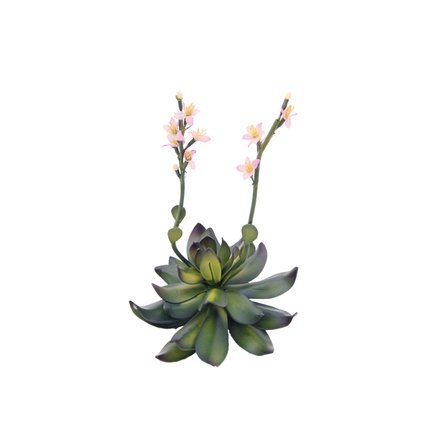 Weiche Steinrose mit Soft-touch-Blättern - sehr elegant