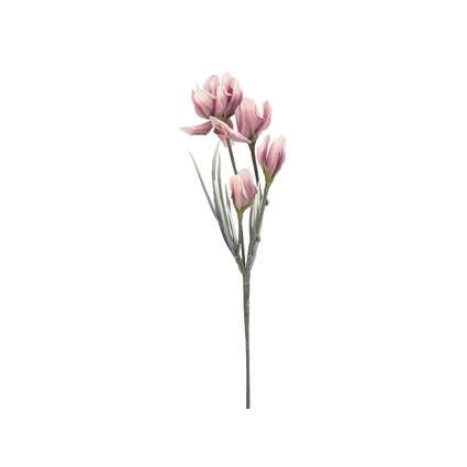 Magnolie mit vier detailreichen Blüten