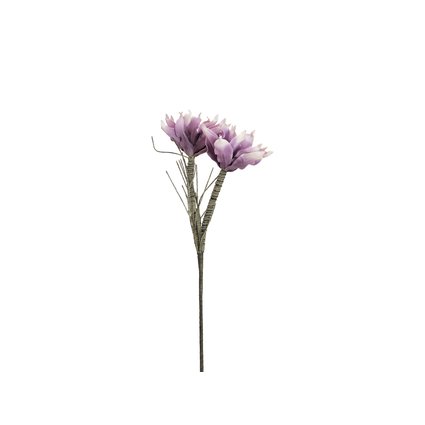 Magnolie mit zwei detailreichen Blüten