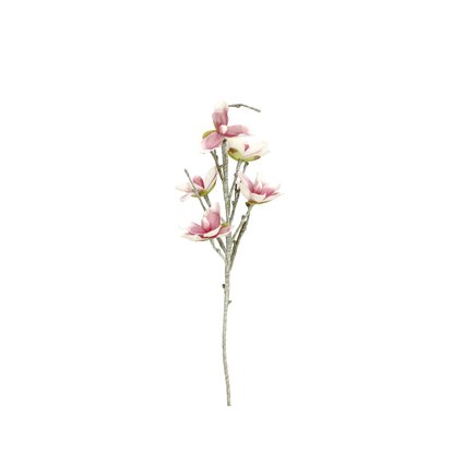 Magnolie mit fünf detailreichen Blüten